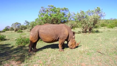 White rhinoceros grazing peacefully on the savanna plains of africa