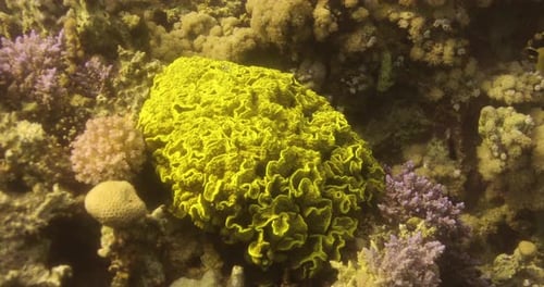 Lettuce Leaf Coral in The Reef of Red Sea surrounded by Anthias Fish