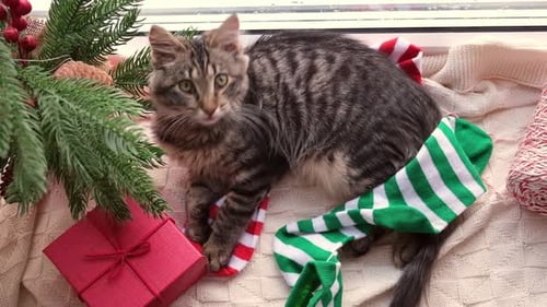 Cute Kitten Relaxing Amongst Christmas Decorations Indoors