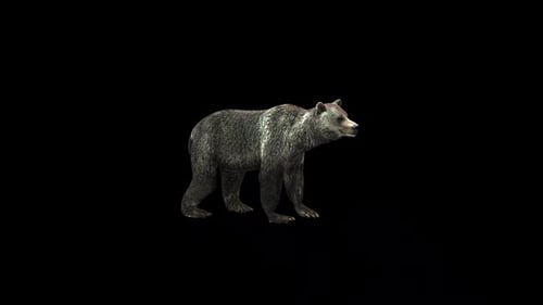 Grizzly Bear Walking Animation with Alpha Channel