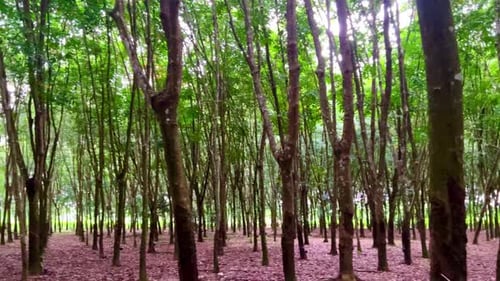 Scenic Tree Lined Forest on a Sunny Day