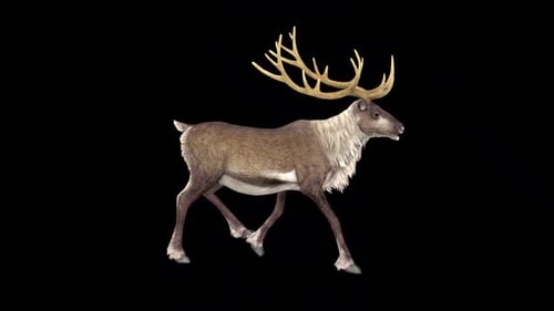 Reindeer Walk
