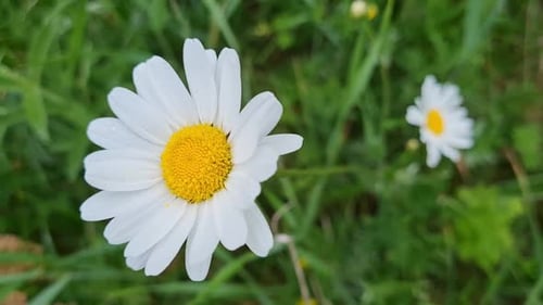 The daisy flower moves beautifully in the wind. Meadow with beautiful flowers