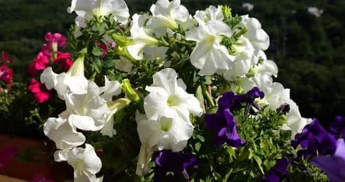 Balcony box with pink, purple and white petunia against the backdrop of a green forest