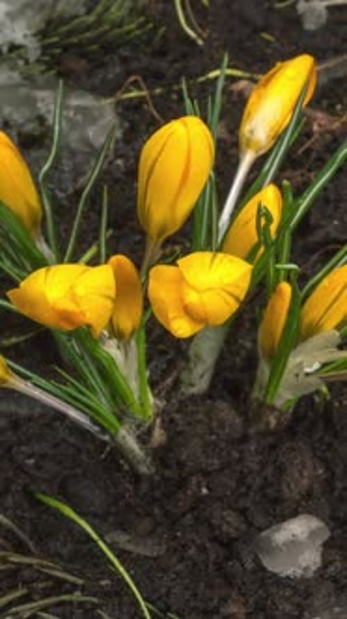 Yellow Crocus Bloom Spring Flower