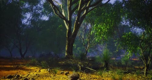 Lush Green Forest with Sunlight Filtering Through the Trees at Dawn