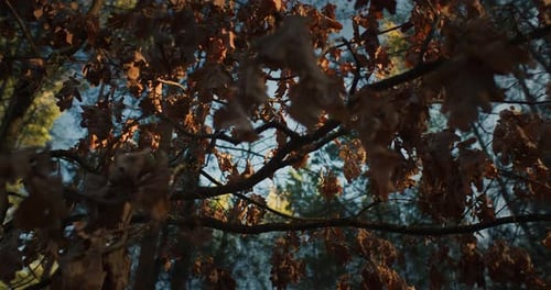 Walk Through Empty Forest in Sunrise Light Background Beautiful Forest Nature Pine Trees
