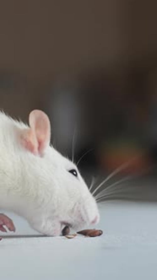White Rat Eating Seeds in Close Up Footage