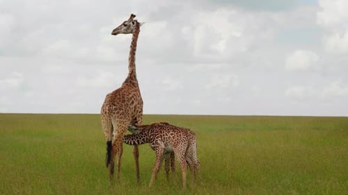 A mother Giraffe is nursing her calves in the African savanna immersed in the wild natural habitat