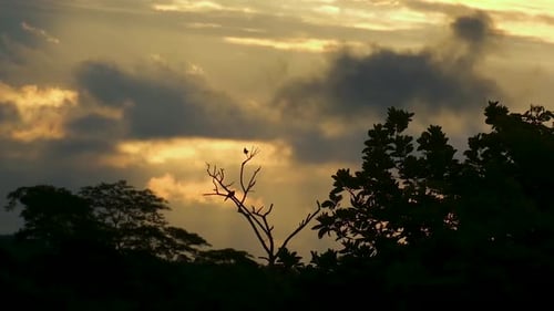 birds in the amazon rainforest