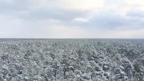 Aerial view of a frozen forest with snow covered trees at winter.