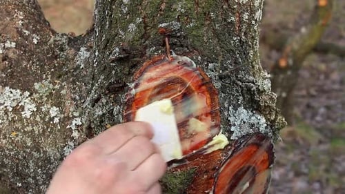 Bearbeitung der Bäume nach dem Beschneiden im Frühjahr.