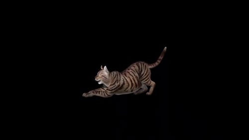 Cat Stretch