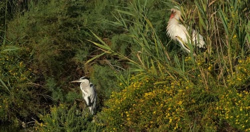 A white Stork and grey heron , the Camargue, France