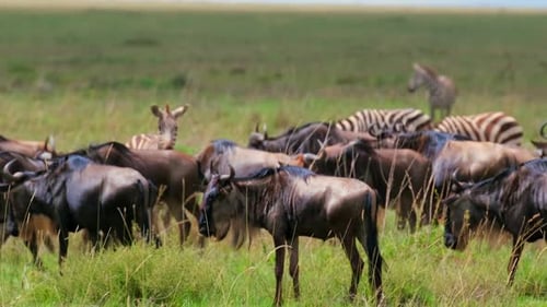 Wildebeest herd in African savannah wildlife migrate in Serengeti National Park