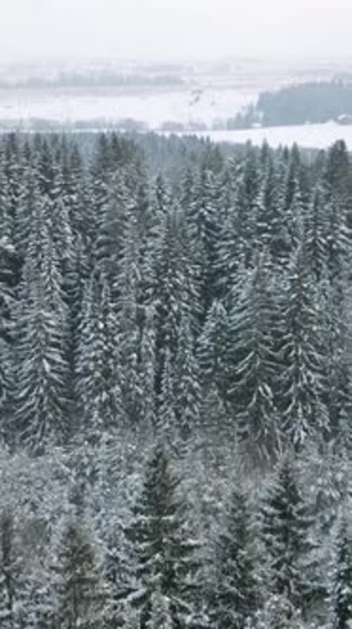 Aerial View of a Winter Frosty Scenery with Evergreen Spruce Tree Forest Clip Snowy Ground and White