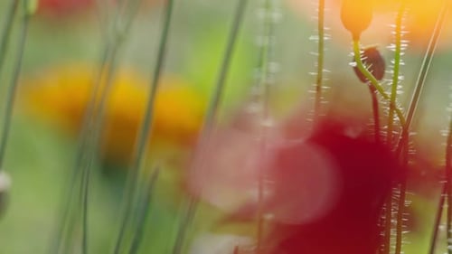 Vibrant Flowers Bloom on Sunny Summer Day