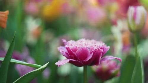 a colorful field of pink tulips in the middle of europe while spring.