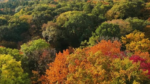 Autumn Forest with Colorful Trees