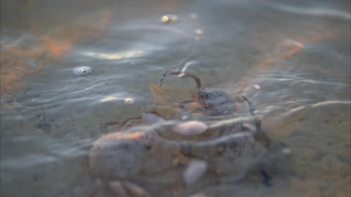 Slow motion of three longnose spider crabs trying to eat the carcass of a horseshoe crab in the shal