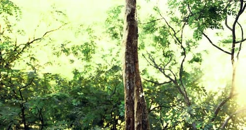 Tall Trees Surrounded By Lush Greenery in a Sunlit Forest Setting