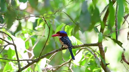 Ein Baum, Eisvogel und einer der schönsten Vögel Thailands in tropischen Regenwäldern