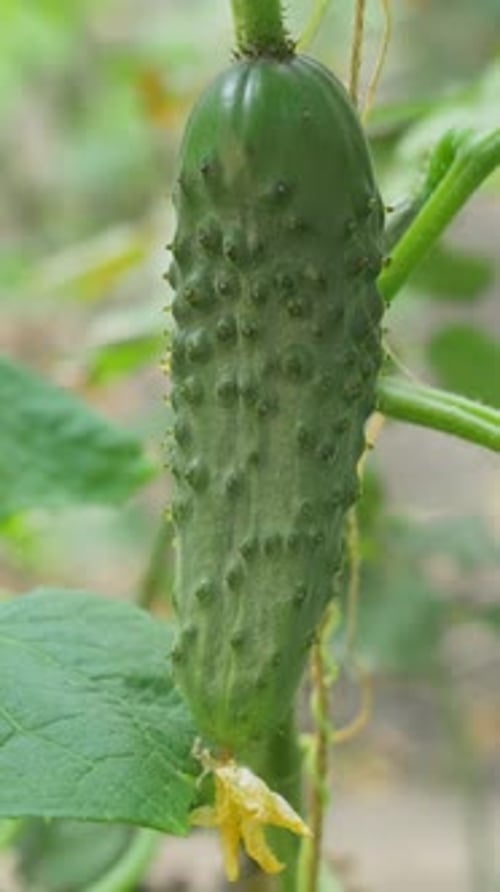 Cucumber Plant in an Outdoor Space Highlights Focus on Ecological