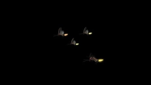 Swarm of Realistic Flying Fireflies with Glowing Bodies