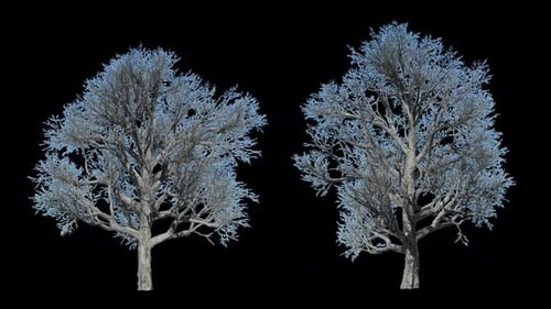 Animated Frosted Winter Trees with Alpha Channel