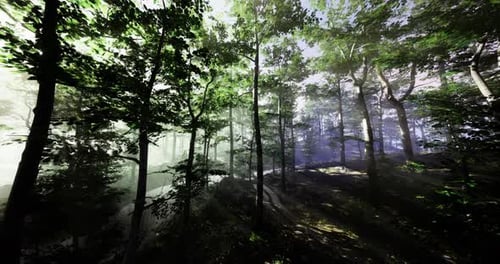Rays of Sunlight Filtering Through a Lush Forest in Early Morning