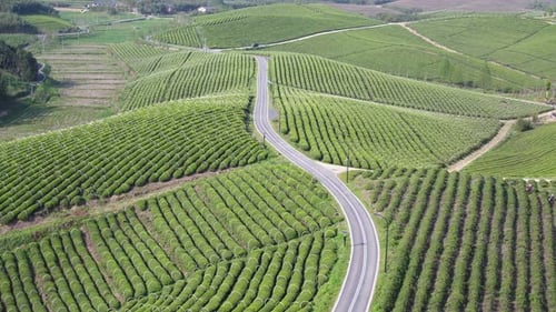 Tea plantation in mountain