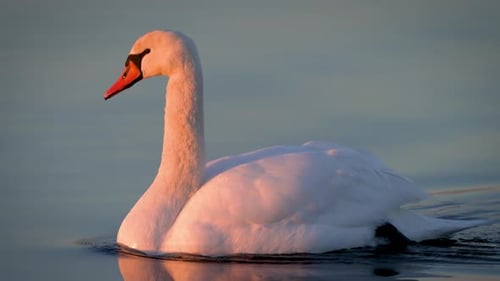 White Swan Gracefully Gliding on Lake Surface White Wild Goose Swimming Elegantly on River Surface