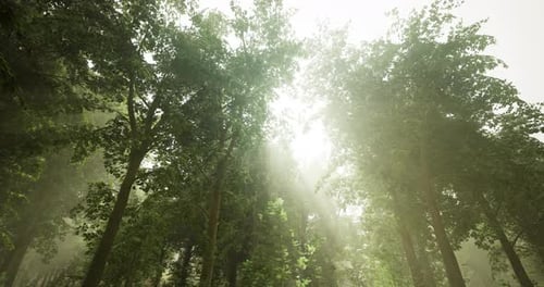Sunlight Filters Through a Dense Forest Creating a Serene Atmosphere