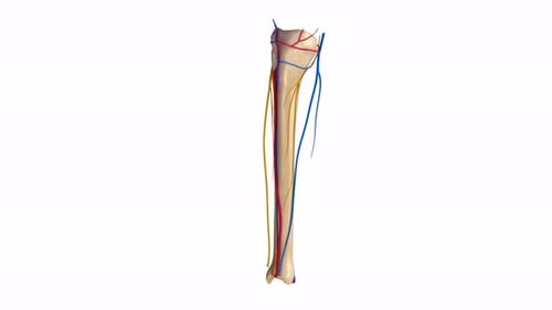 Animated Human Lower Leg Bones with Nerves and Blood Vessels