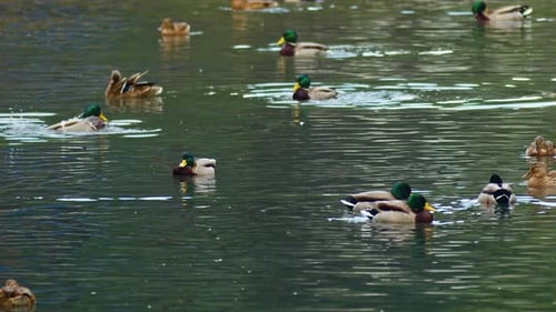 Mallard Ducks Swimming on a Tranquil Pond