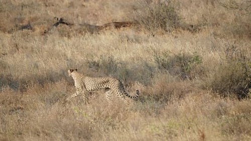 Cheetah Acinonyx Jubatus Stalking in Dry Grass Samburu National Reserve Kenya.