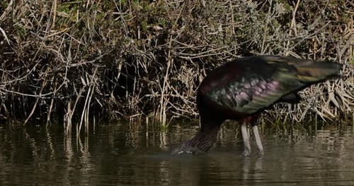 Glossy ibis, Plegadis falcinellus, Camargue, France