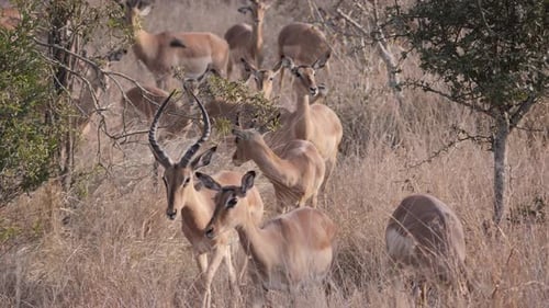 Herd of Impala Grazing in Grassy Clearing