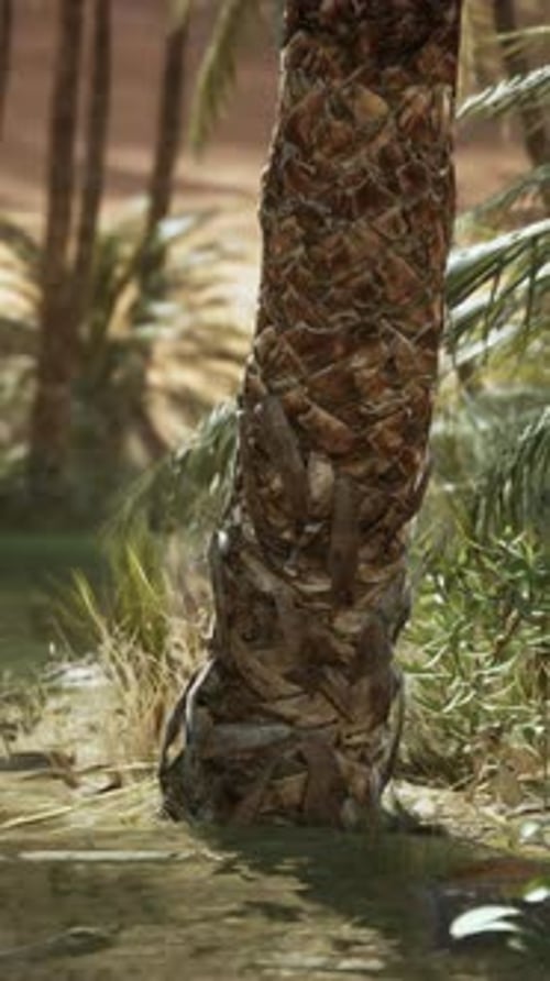 Date Palm Trees Plantation at Sunset