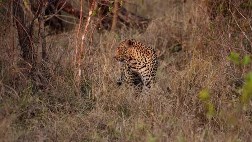 Leopard Looking To Its Right Side