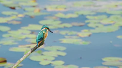 Vue au ralenti du martin-pêcheur en Frise, aux Pays-Bas, perché au-dessus d'un étang avec des nénuphars en arrière-plan