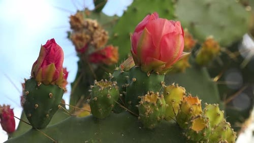 Durante las
vacaciones de verano en la isla de Rab, en Croacia, encontré muchos higos y cactus en la capital, Rab.
En