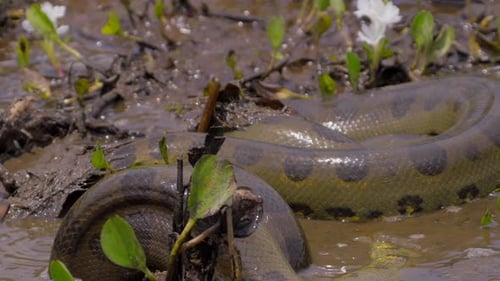 Un anaconda géant et boueux se dévoile et recrache une partie de sa nourriture
