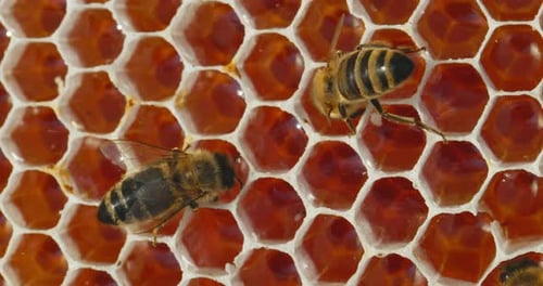 Bees Swarming on Honeycomb