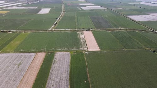 Cotton And Corn Fields