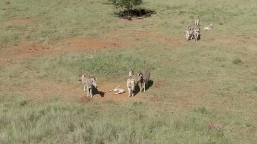 Drone aerial footage of a zebra baby laying next to Zebra family in the wild