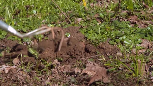 Garden claw rapidly chopping into soil to till ground for garden, low angle