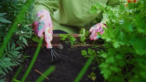 Gardener Removing Weeds with Hand Rake in Garden Bed
