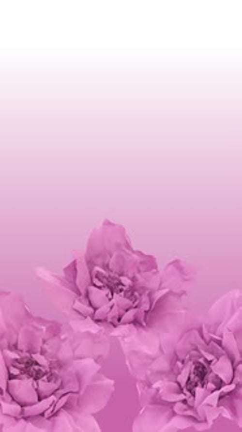 Pink Peonies on Soft Gradient Background