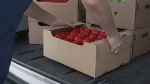 Worker loads fresh tomatoes onto truck for distribution from farm to market